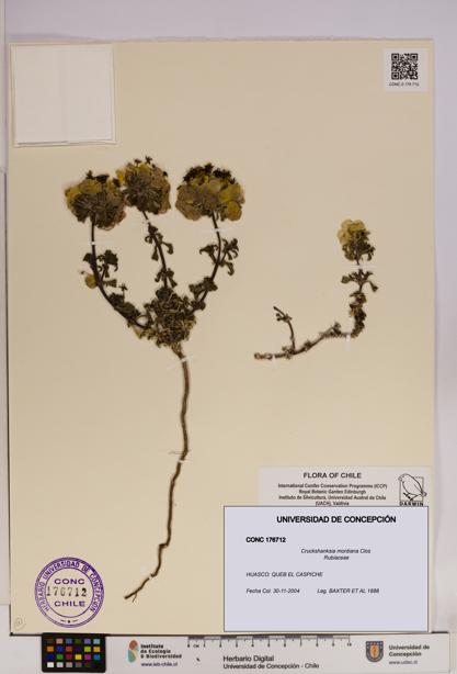 Cruckshanksia montiana [Espécimen: UDEC:CONC:0176712]