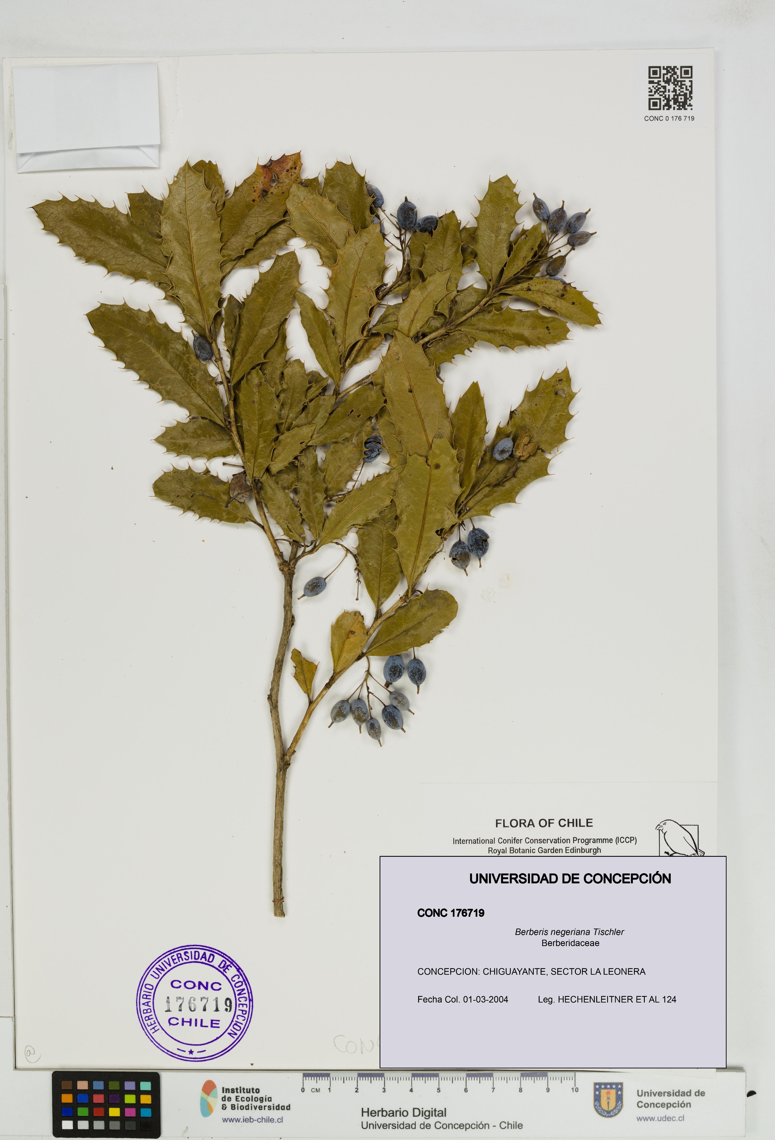 Berberis negeriana [Espécimen: UDEC:CONC:0176719]