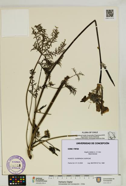 Argylia radiata [Espécimen: UDEC:CONC:0176723]