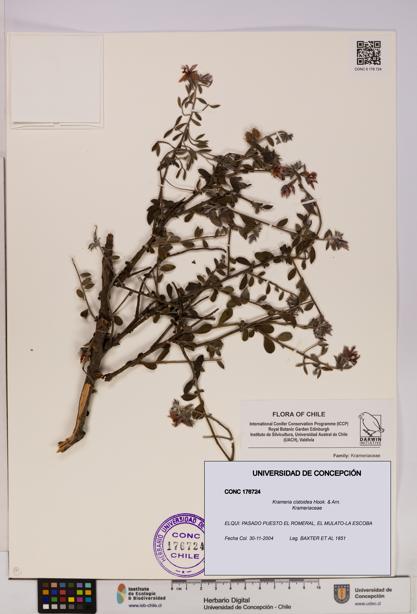 Krameria cistoidea [Espécimen: UDEC:CONC:0176724]