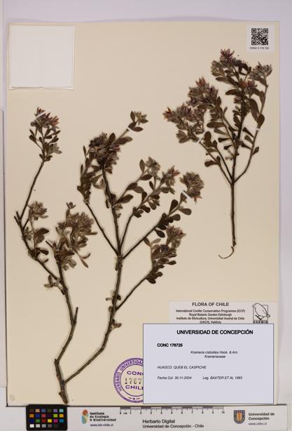 Krameria cistoidea [Espécimen: UDEC:CONC:0176725]