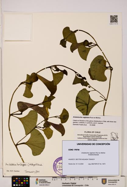 Aristolochia vaginans [Espécimen: ]