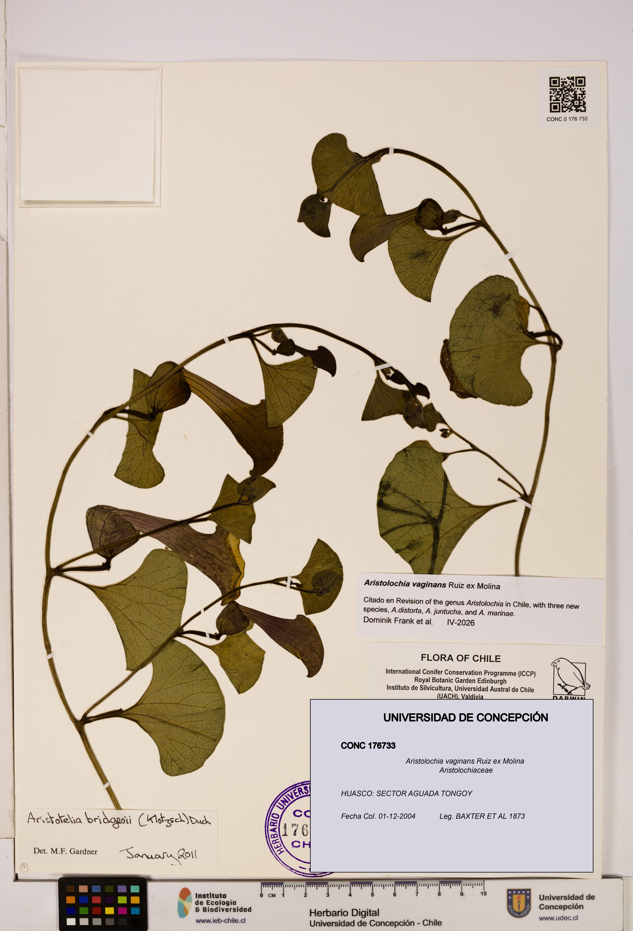 Aristolochia vaginans [Espécimen: ]