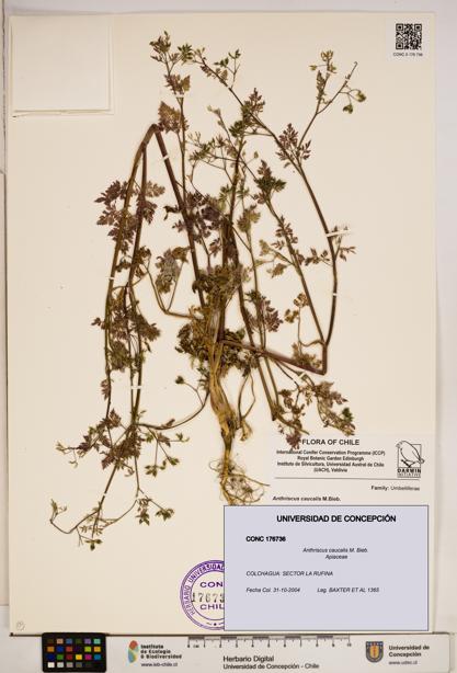 Anthriscus caucalis [Espécimen: ]