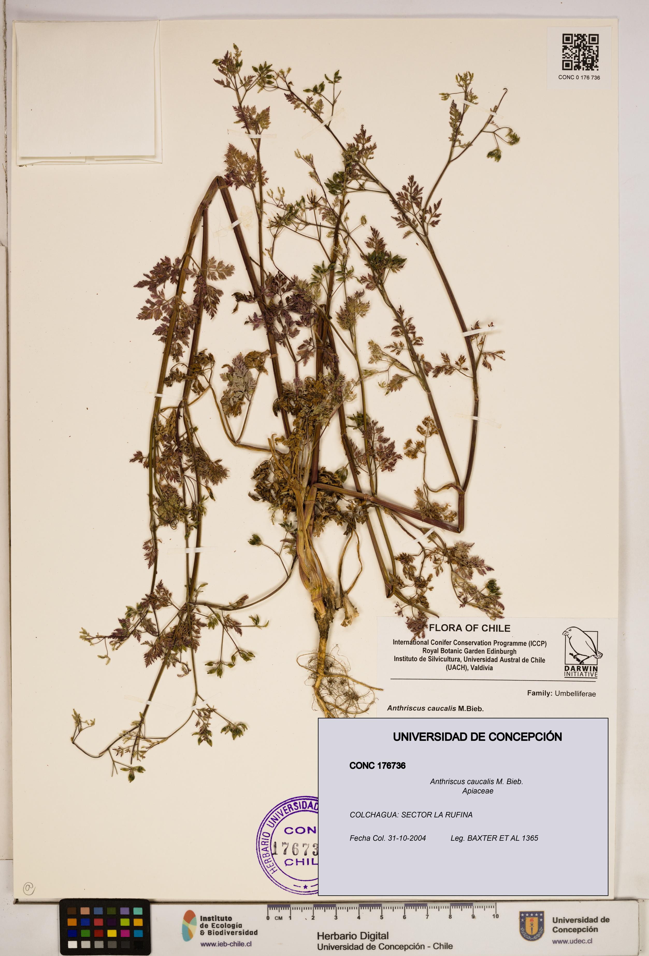 Anthriscus caucalis [Espécimen: ]