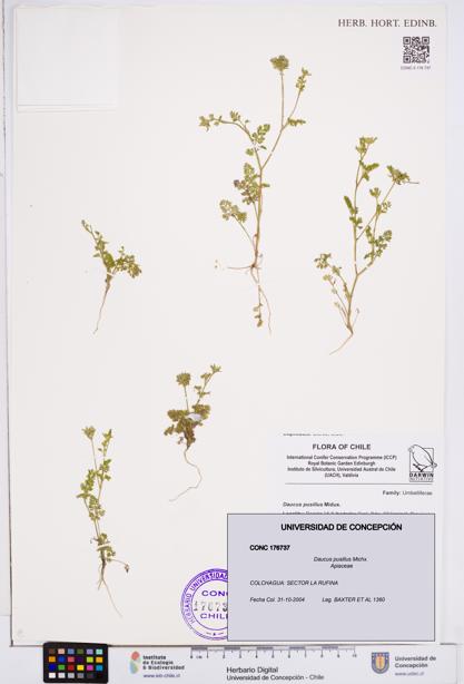 Daucus pusillus [Espécimen: ]