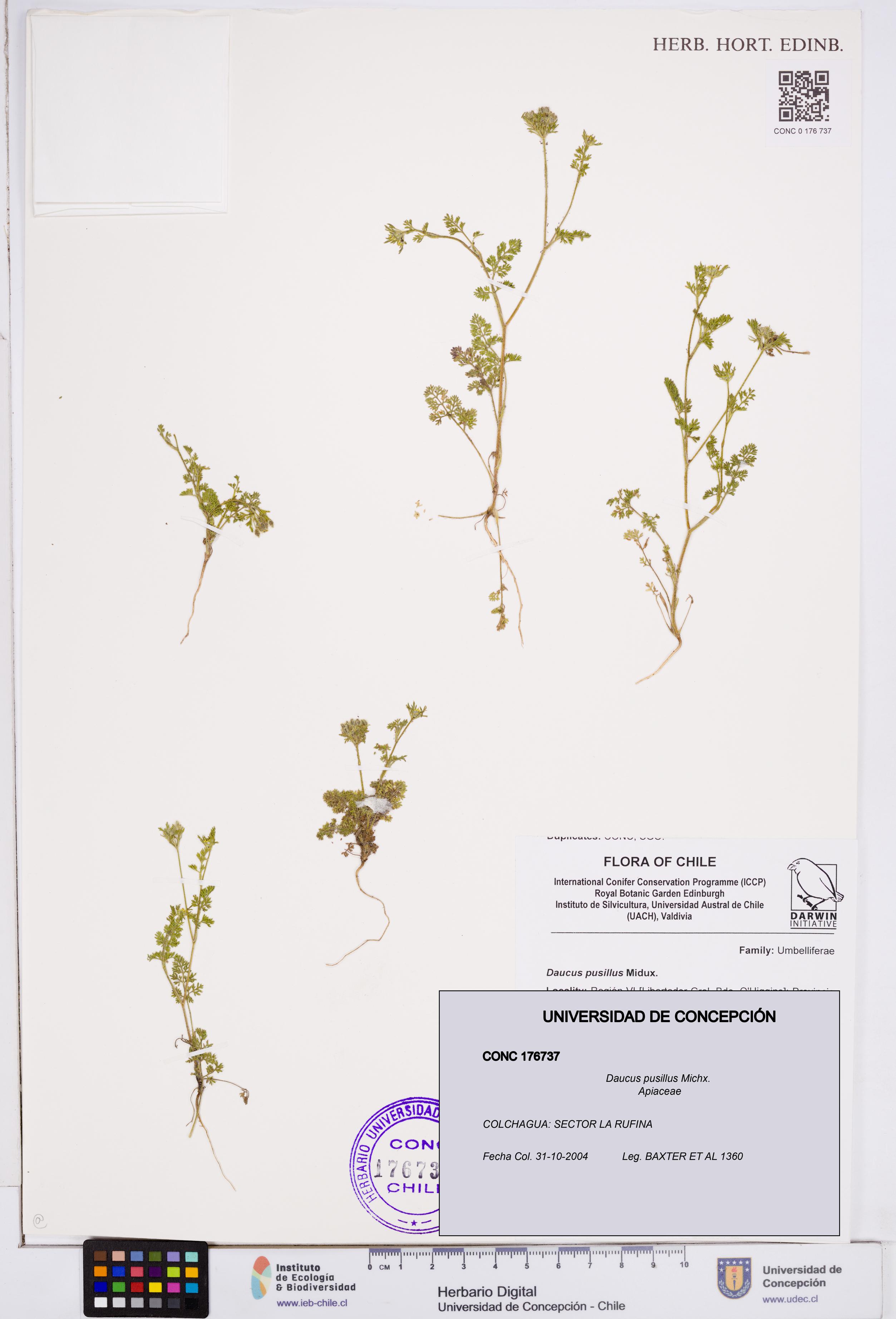 Daucus pusillus [Espécimen: ]