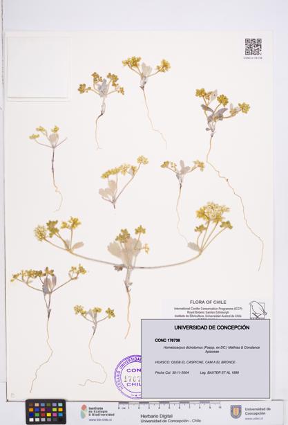 Homalocarpus dichotomus [Espécimen: ]