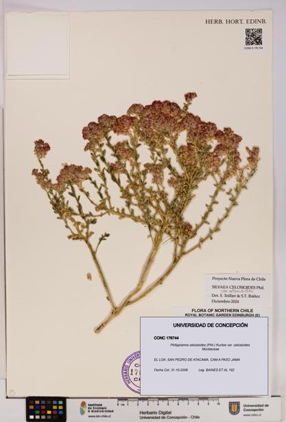 Philippiamra celosioides [Espécimen: ]
