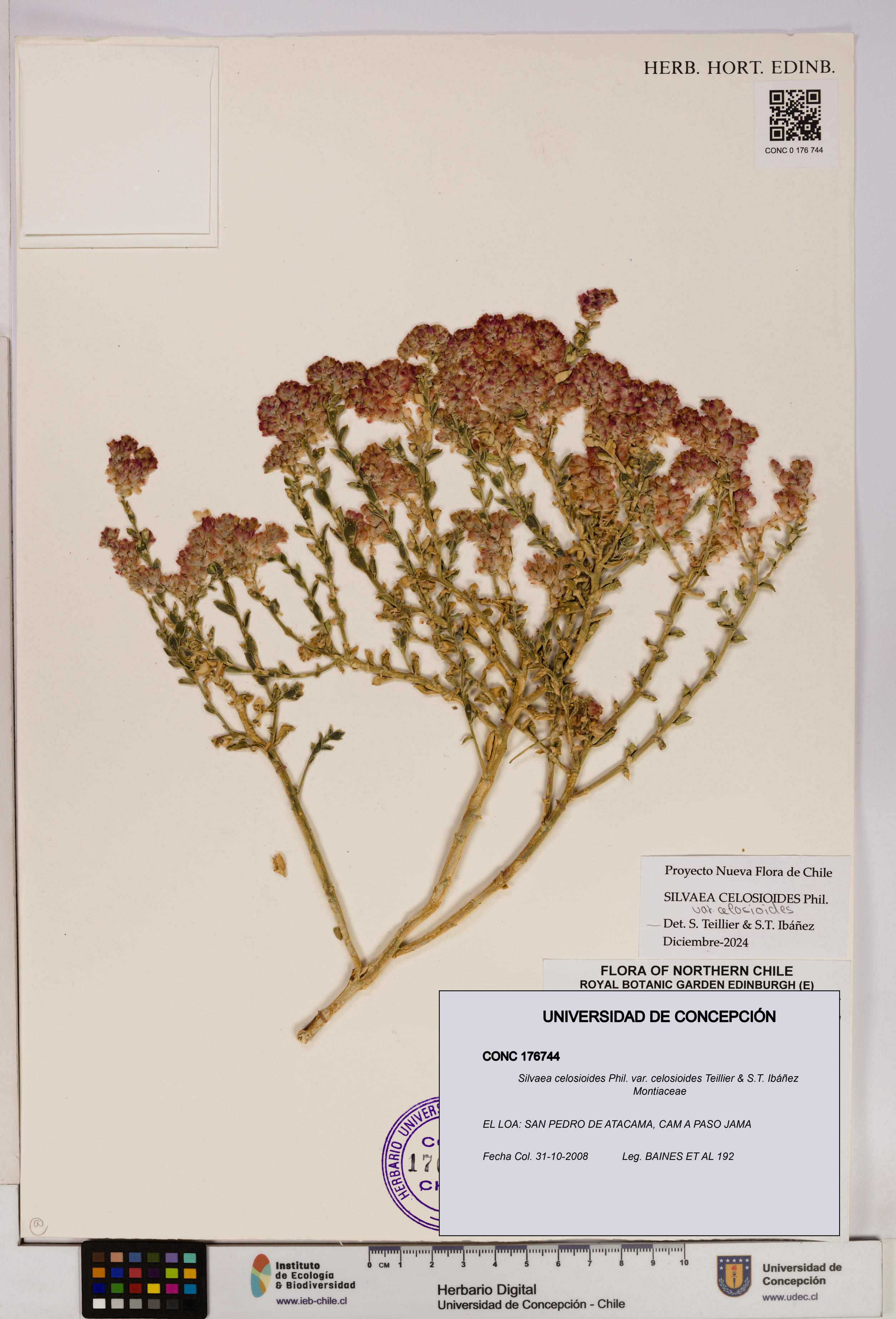 Silvaea celosioides var. celosioides [Espécimen: UDEC:CONC:0176744]