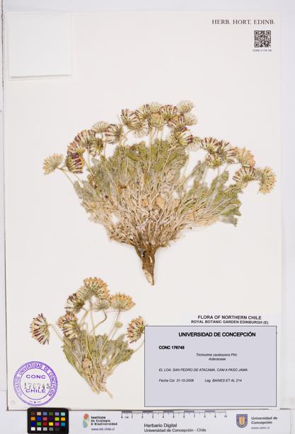 Trichocline caulescens [Espécimen: ]