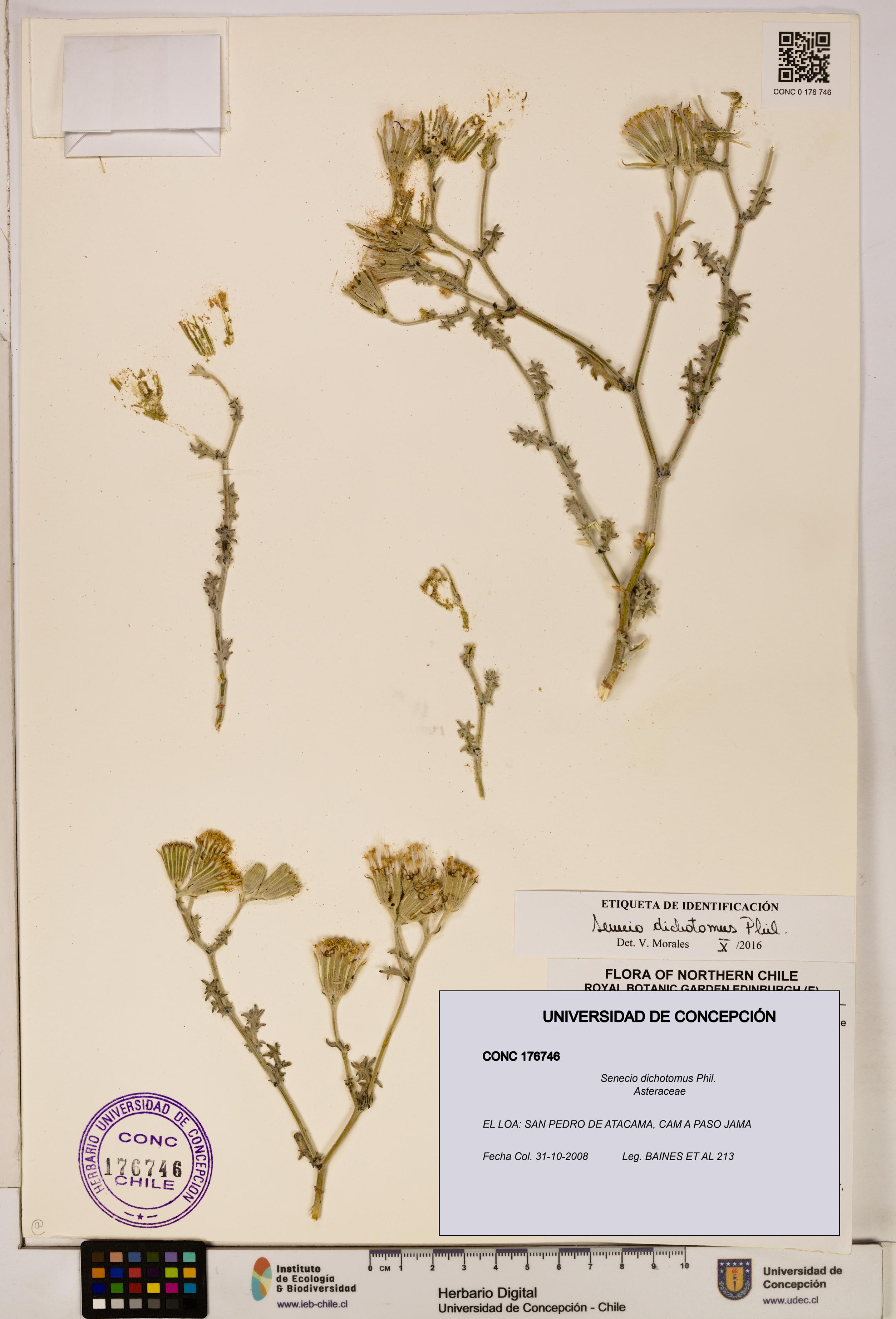 Senecio dichotomus [Espécimen: UDEC:CONC:0176746]