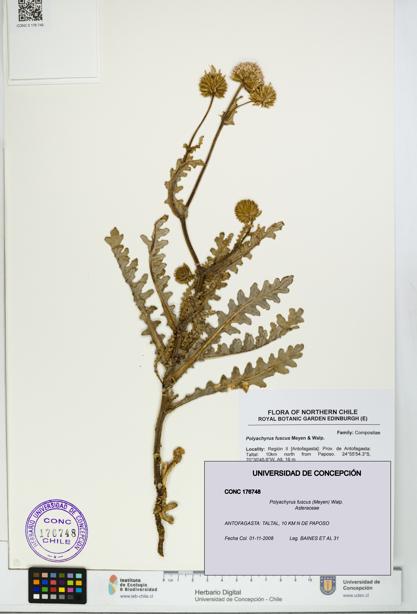 Polyachyrus fuscus [Espécimen: UDEC:CONC:0176748]
