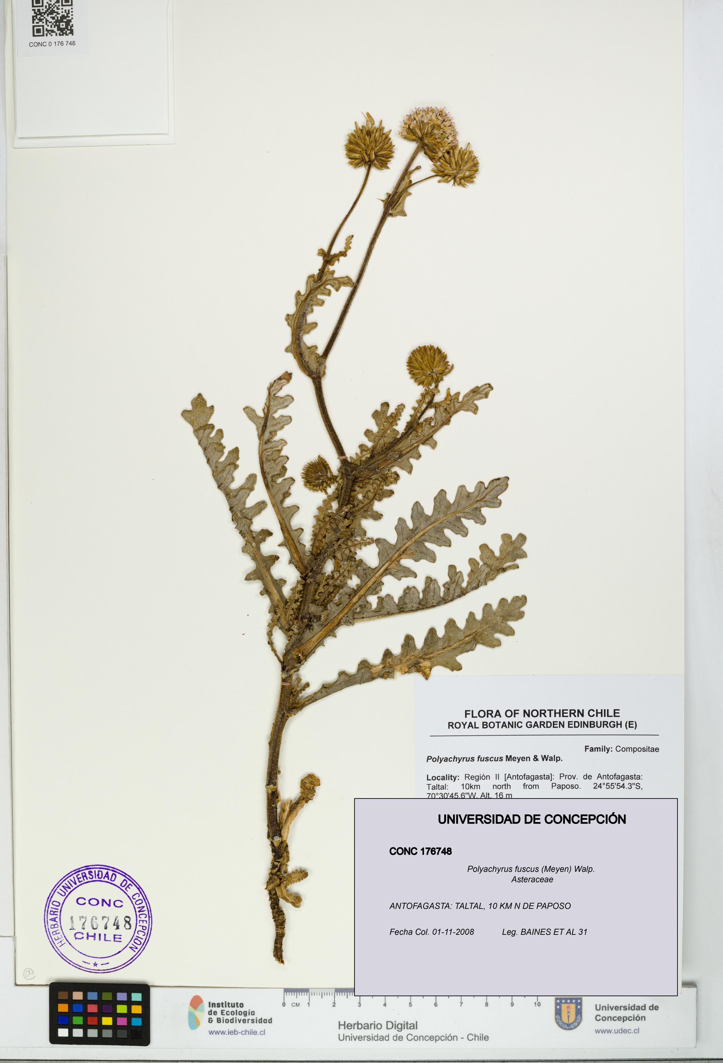 Polyachyrus fuscus [Espécimen: UDEC:CONC:0176748]