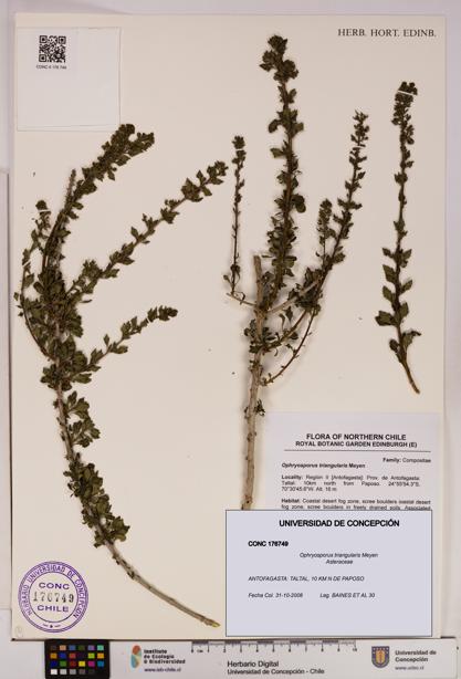 Ophryosporus triangularis [Espécimen: UDEC:CONC:0176749]