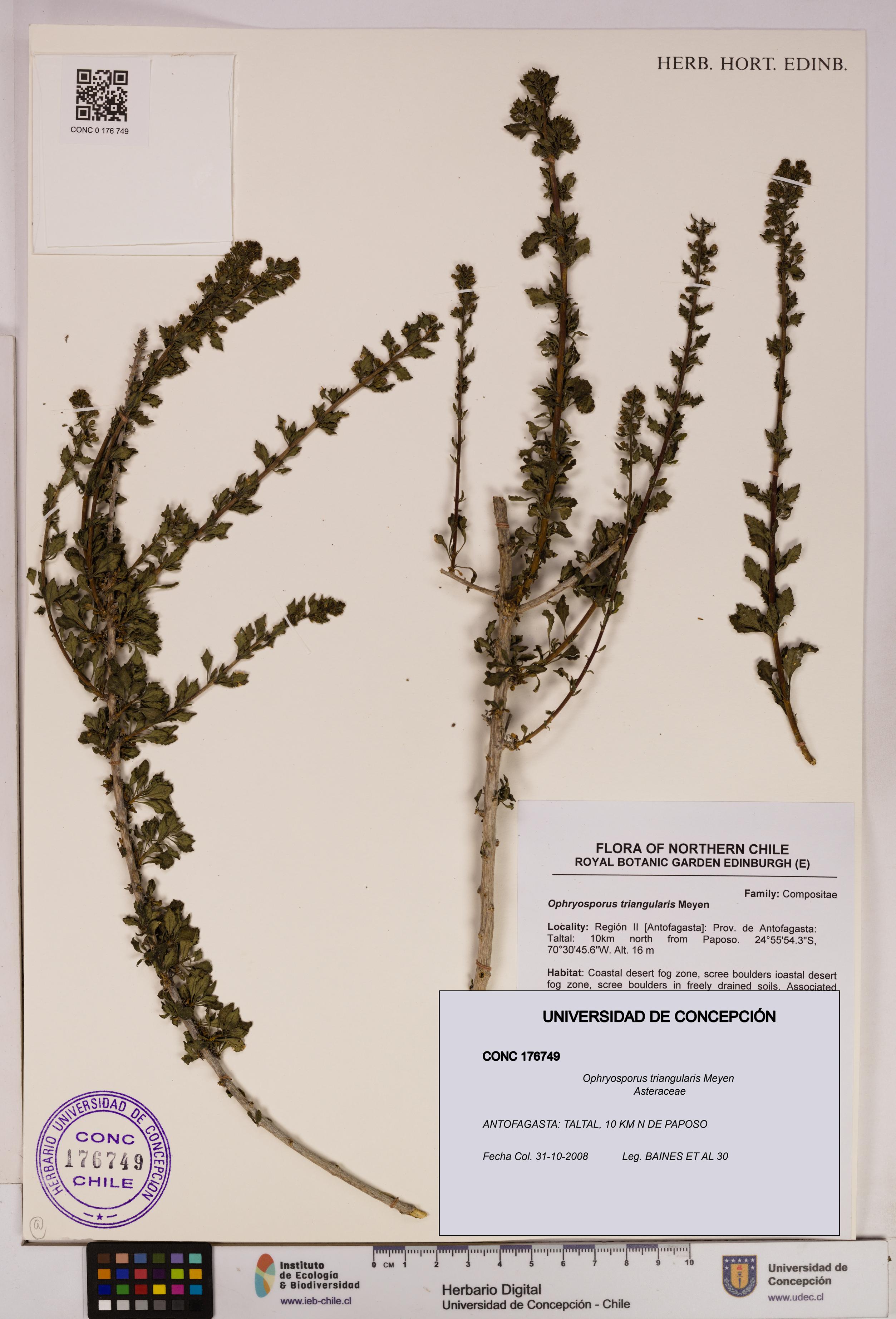 Ophryosporus triangularis [Espécimen: UDEC:CONC:0176749]