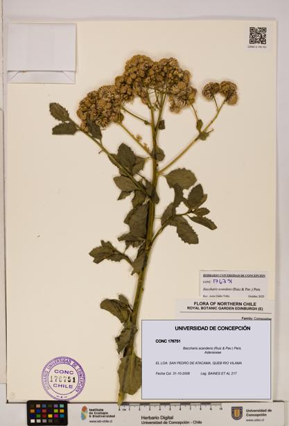 Baccharis scandens [Espécimen: UDEC:CONC:0176751]