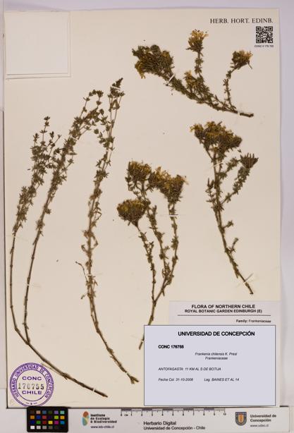 Frankenia chilensis [Espécimen: UDEC:CONC:0176755]