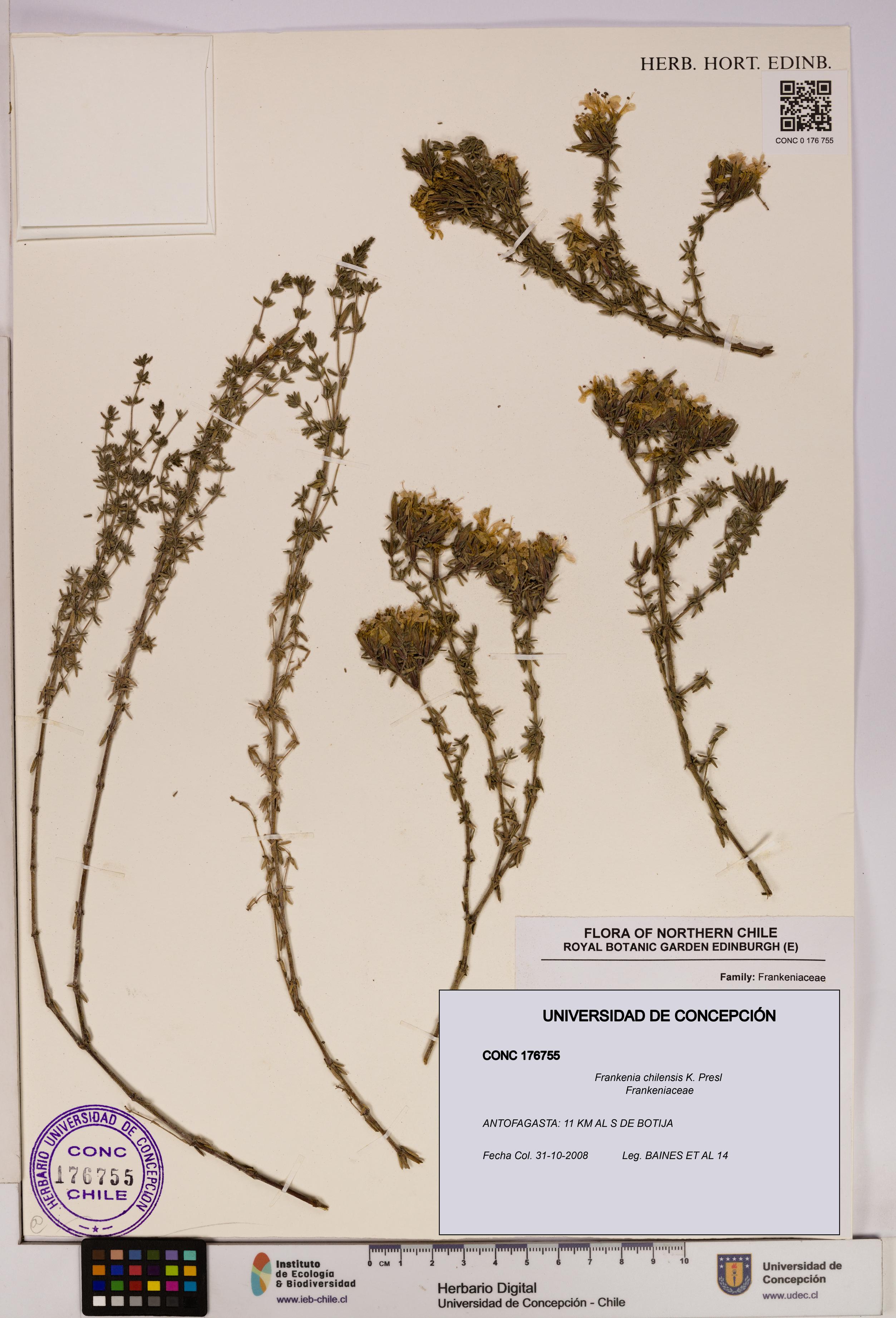 Frankenia chilensis [Espécimen: UDEC:CONC:0176755]