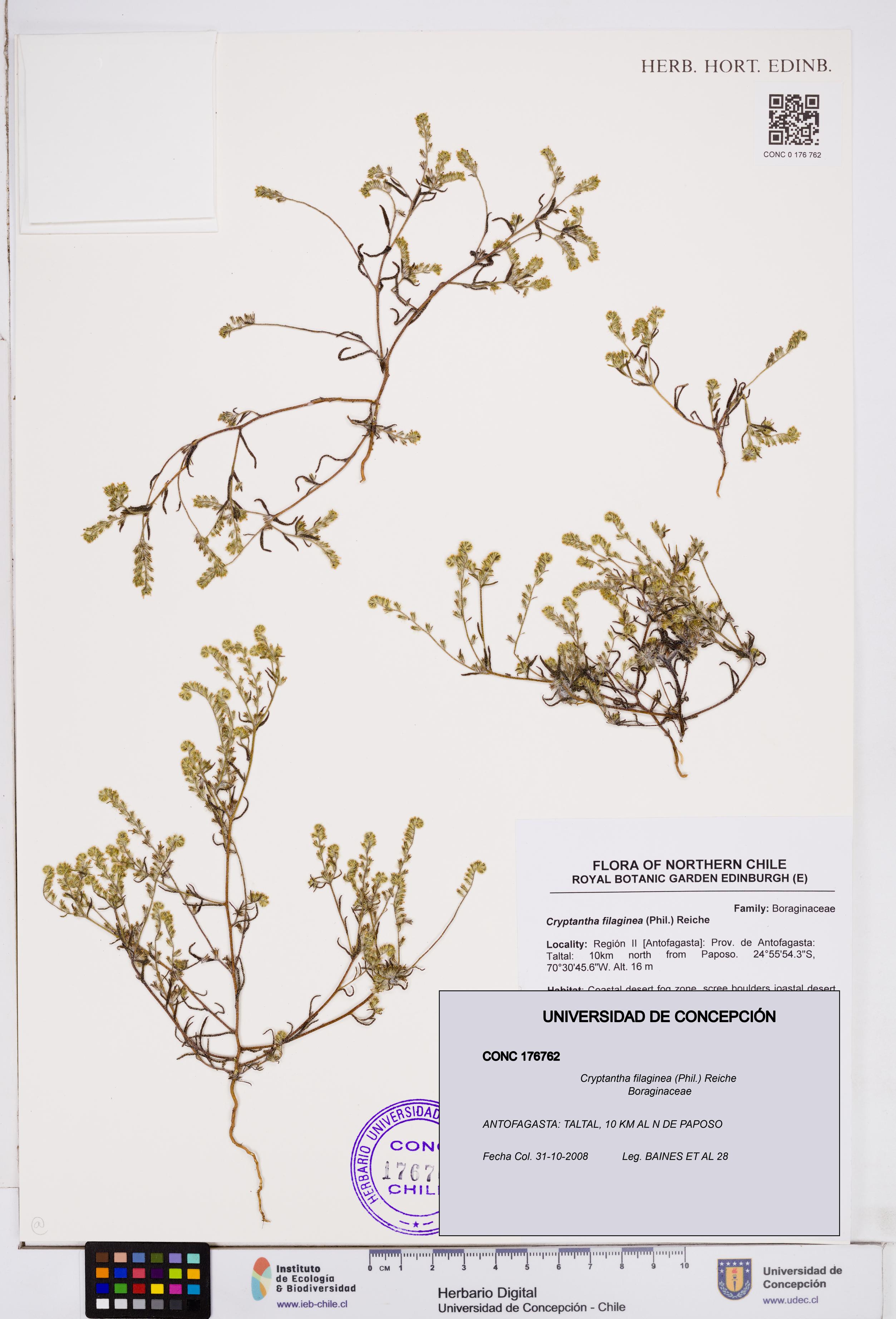 Cryptantha filaginea [Espécimen: ]