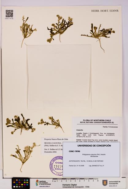 Philippiamra calycina [Espécimen: ]