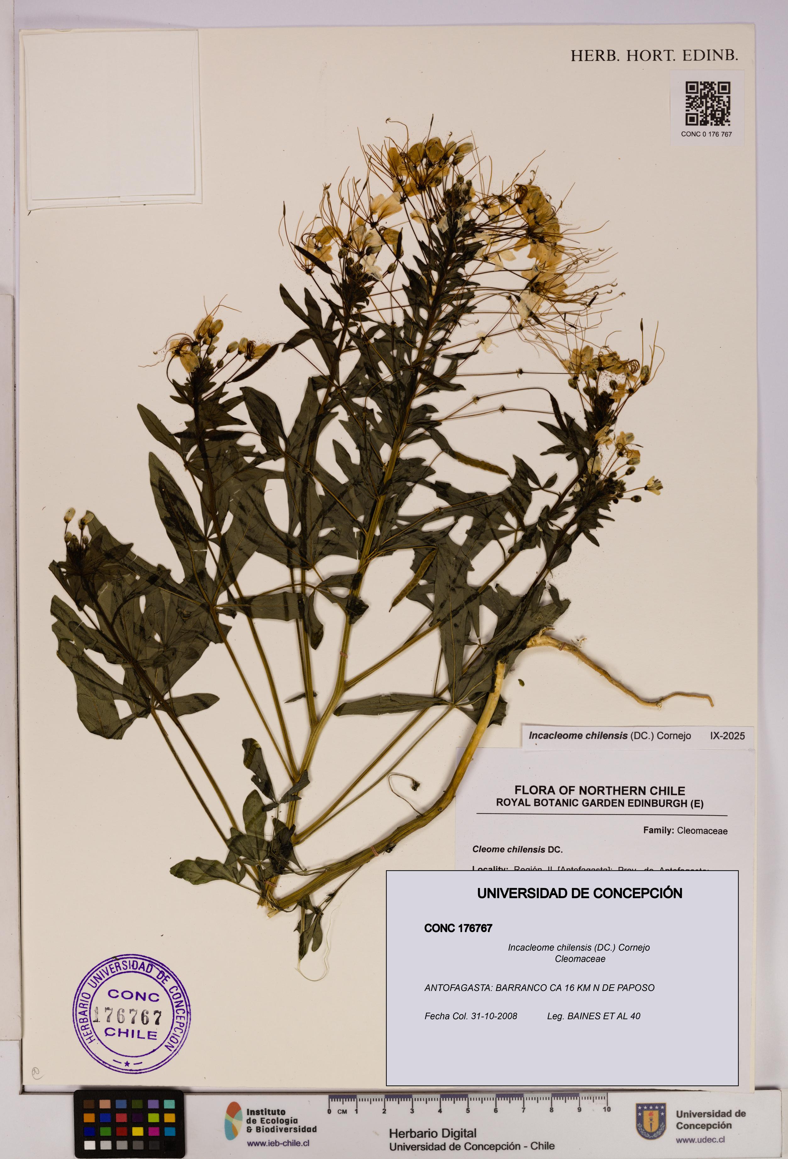 Incacleome chilensis [Espécimen: UDEC:CONC:0176767]