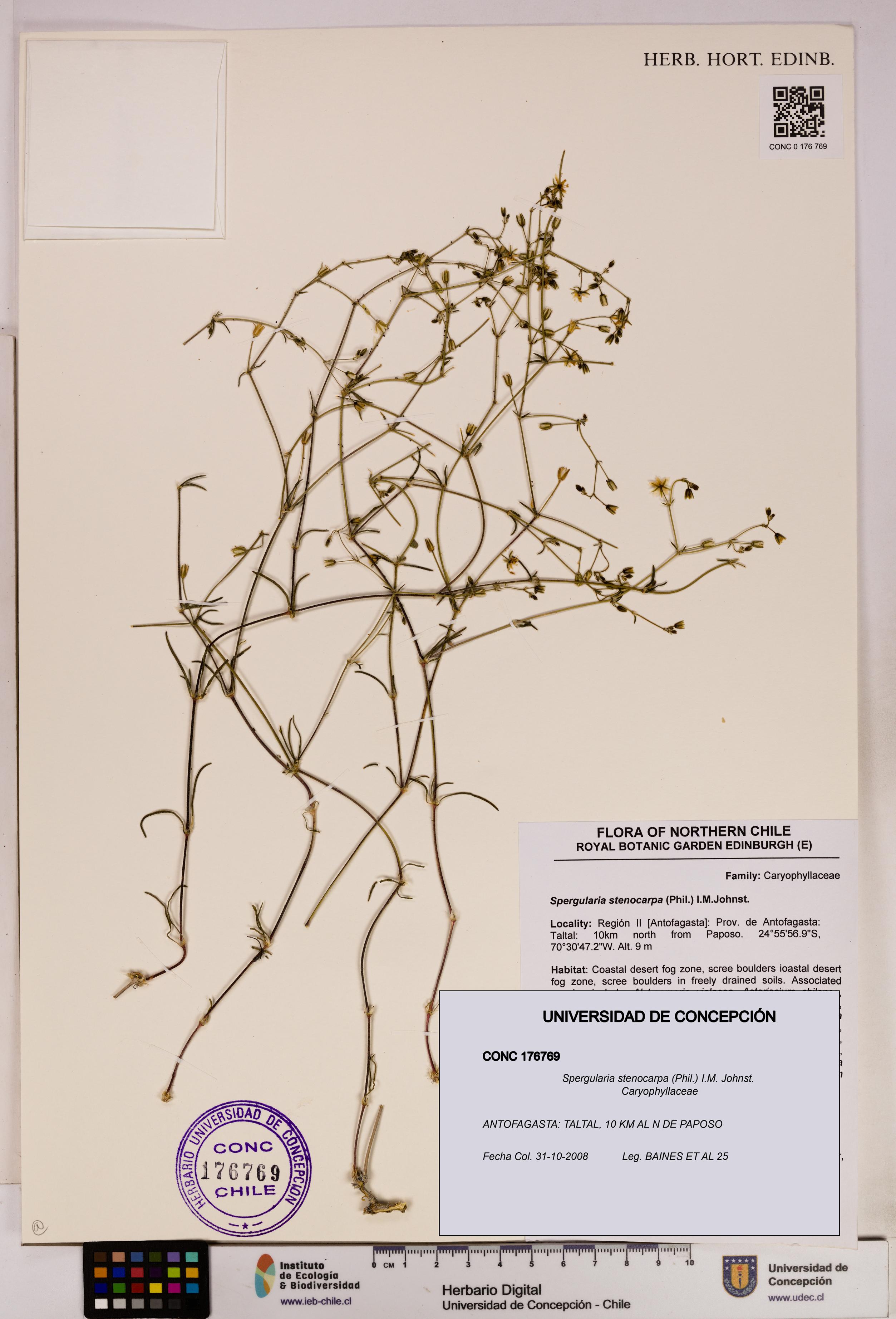 Spergularia stenocarpa [Espécimen: UDEC:CONC:0176769]