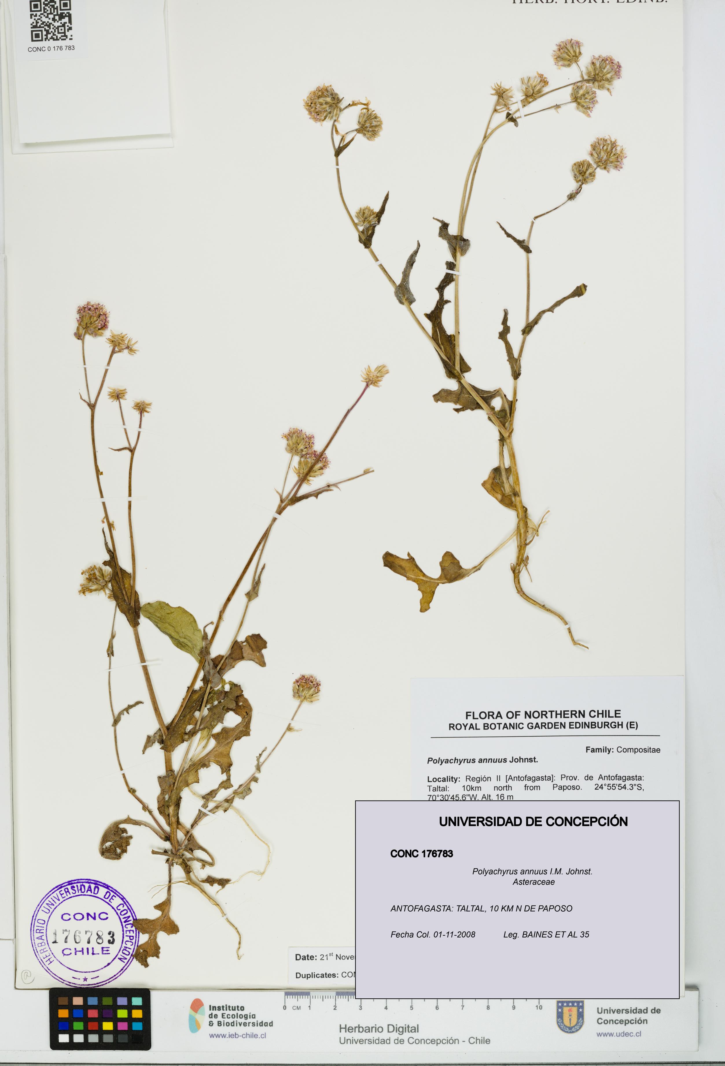 Polyachyrus annuus [Espécimen: UDEC:CONC:0176783]