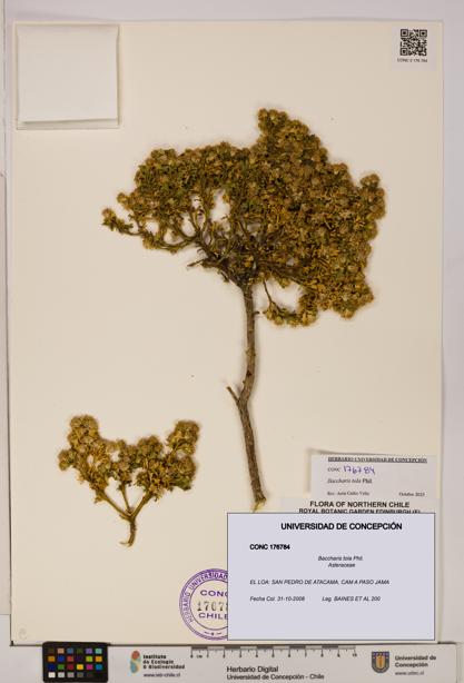 Baccharis tola [Espécimen: UDEC:CONC:0176784]