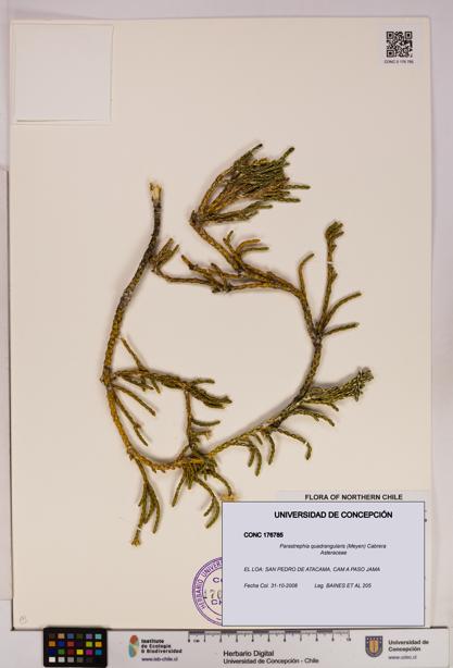 Parastrephia quadrangularis [Espécimen: UDEC:CONC:0176785]