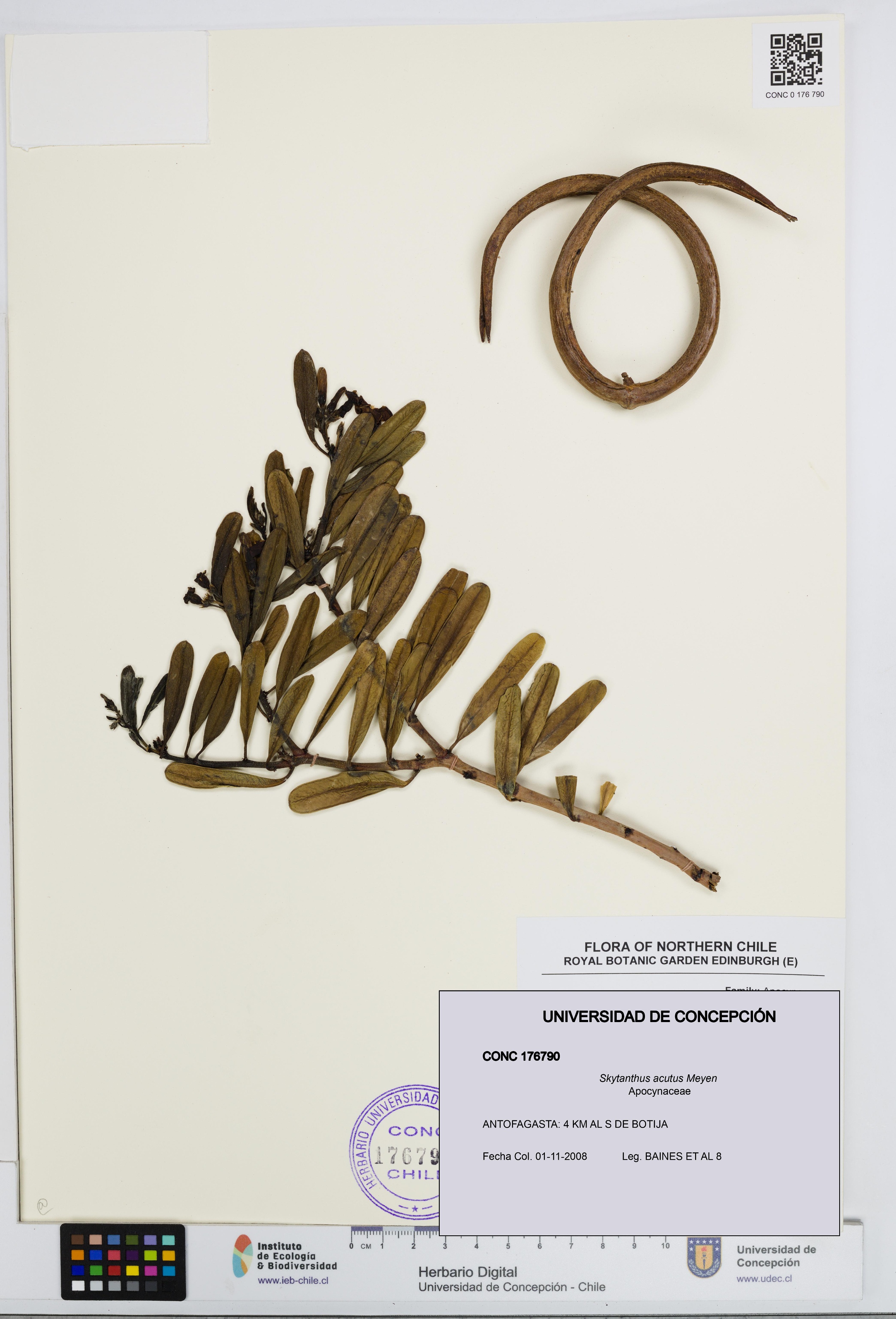 Skytanthus acutus [Espécimen: UDEC:CONC:0176790]