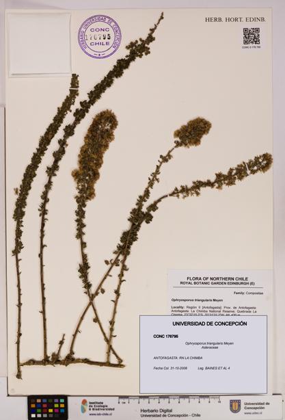 Ophryosporus triangularis [Espécimen: UDEC:CONC:0176795]