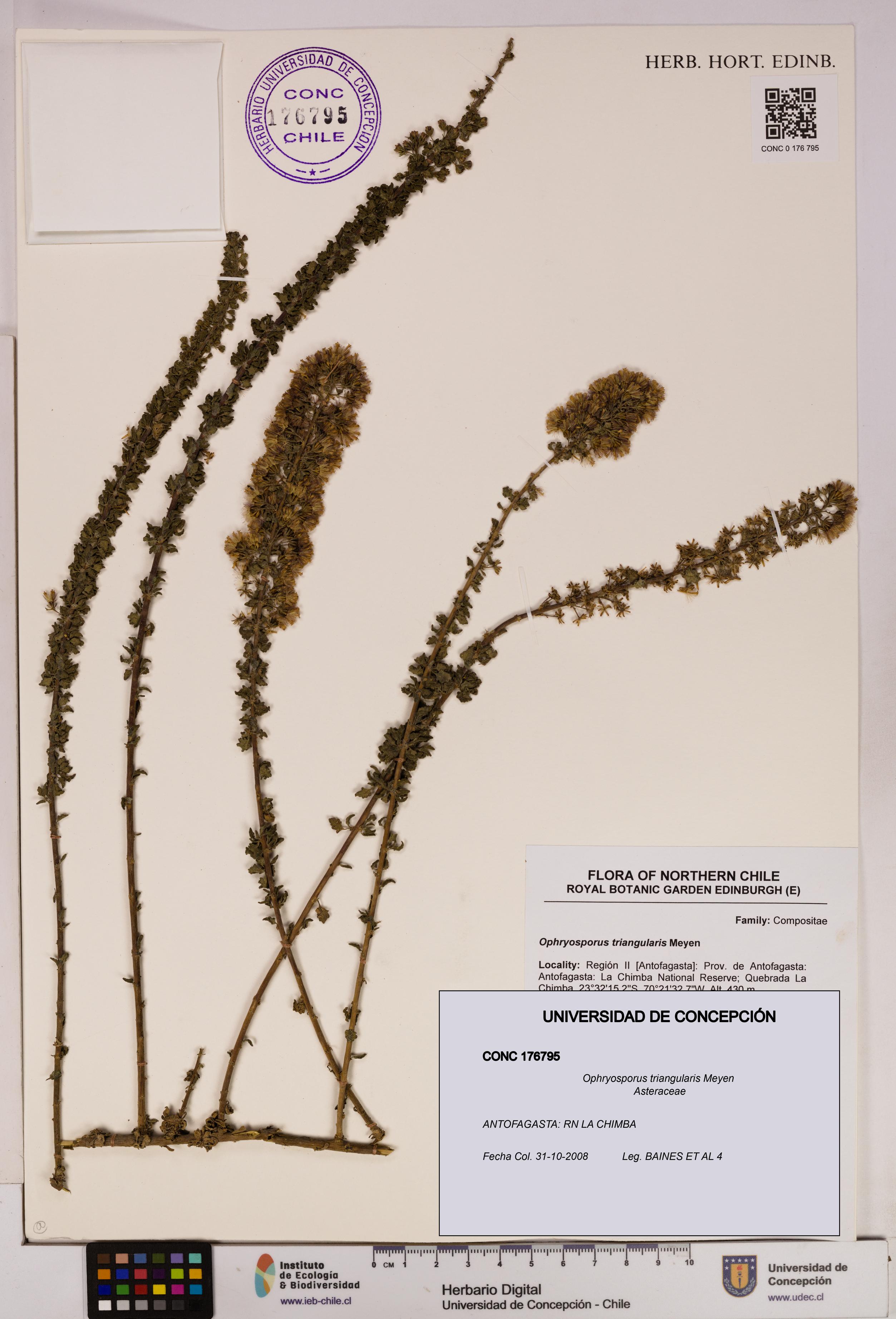 Ophryosporus triangularis [Espécimen: UDEC:CONC:0176795]