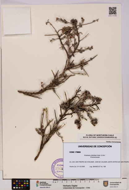 Krameria cistoidea [Espécimen: UDEC:CONC:0176800]