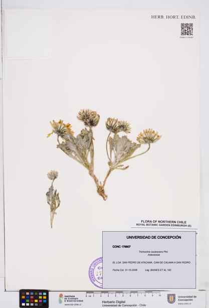 Trichocline caulescens [Espécimen: ]