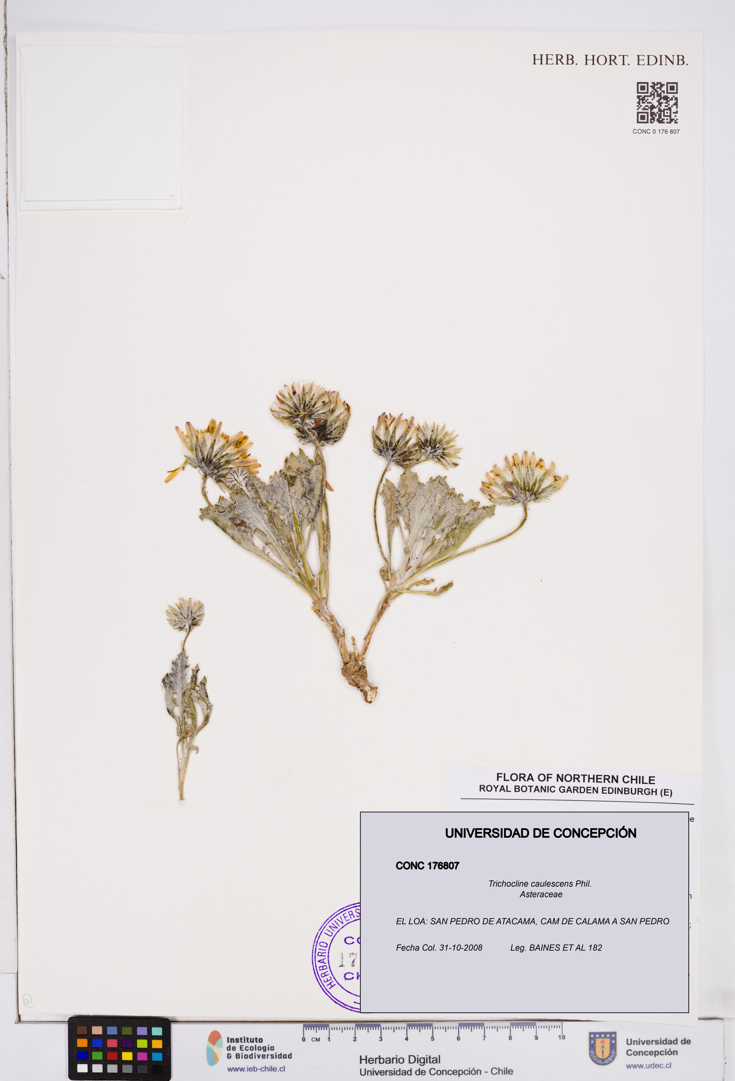 Trichocline caulescens [Espécimen: ]