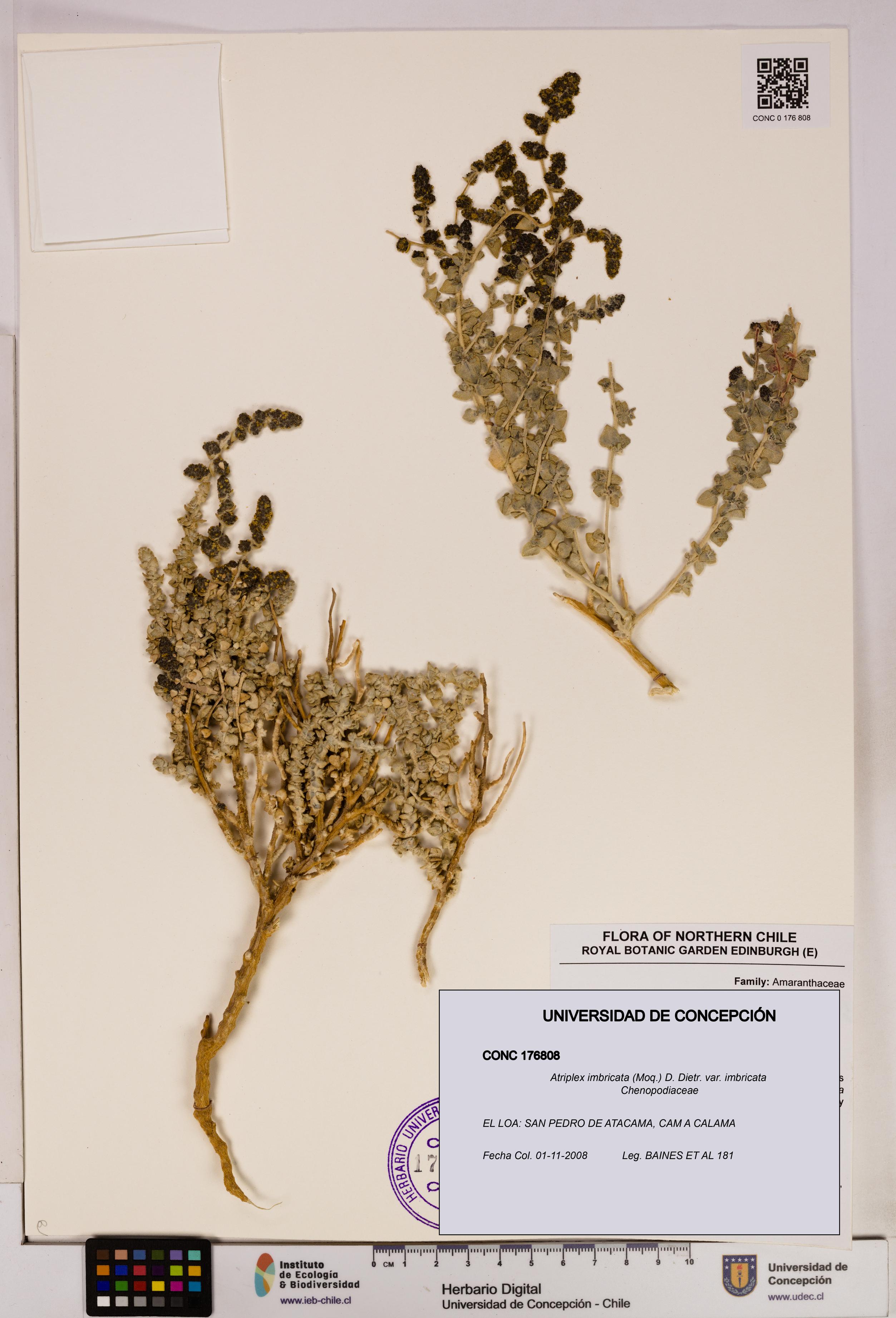 Atriplex imbricata [Espécimen: UDEC:CONC:0176808]