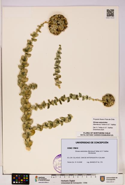 Silvaea salsoloides [Espécimen: UDEC:CONC:0176810]