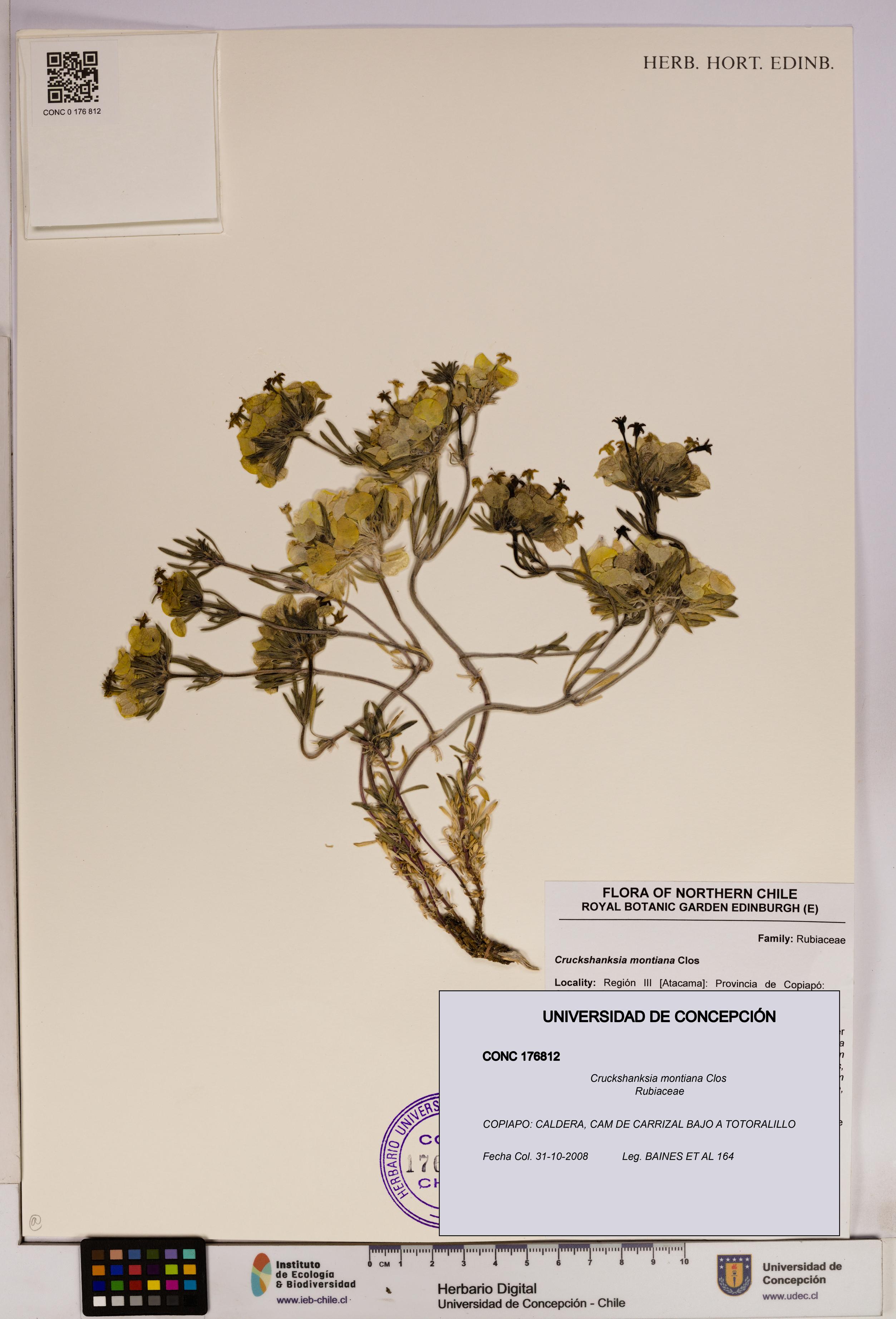 Cruckshanksia montiana [Espécimen: UDEC:CONC:0176812]