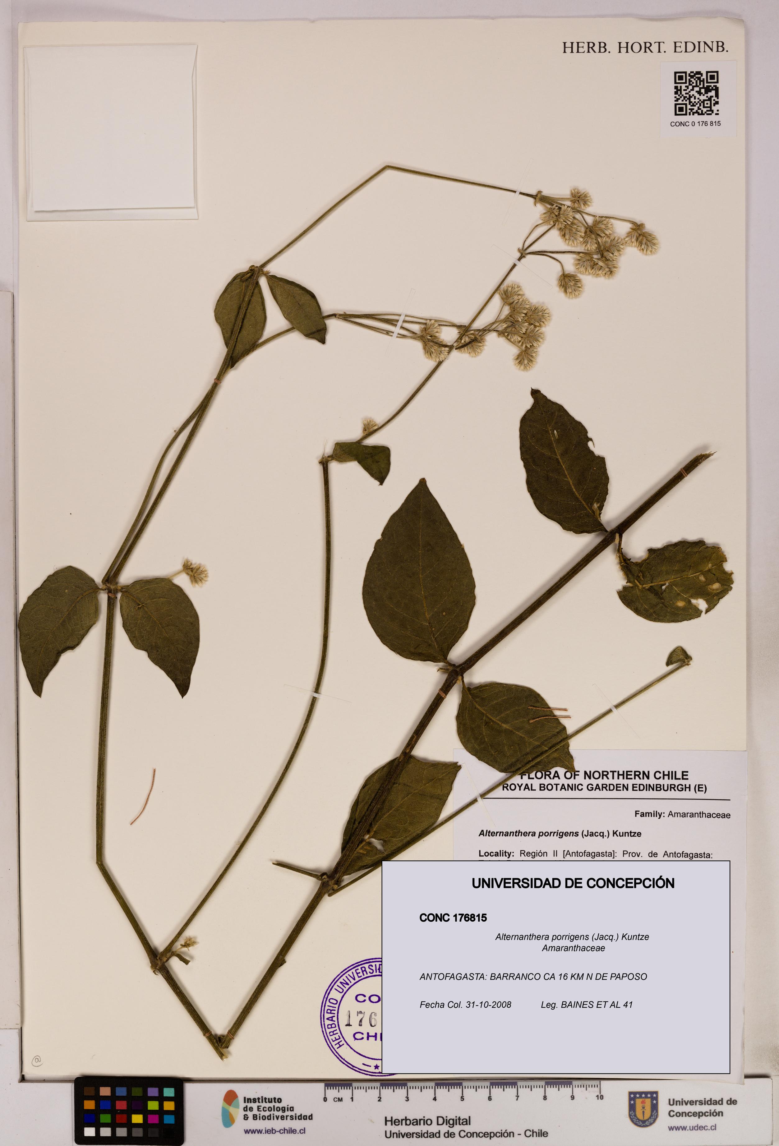 Alternanthera porrigens [Espécimen: UDEC:CONC:0176815]