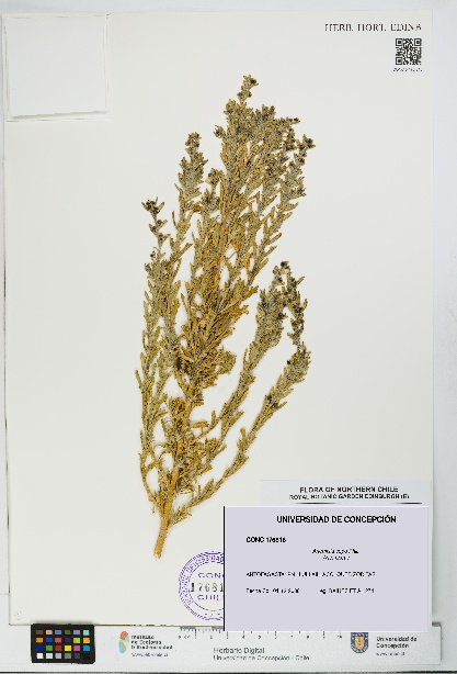 Artemisia copa [Espécimen: UDEC:CONC:0176816]