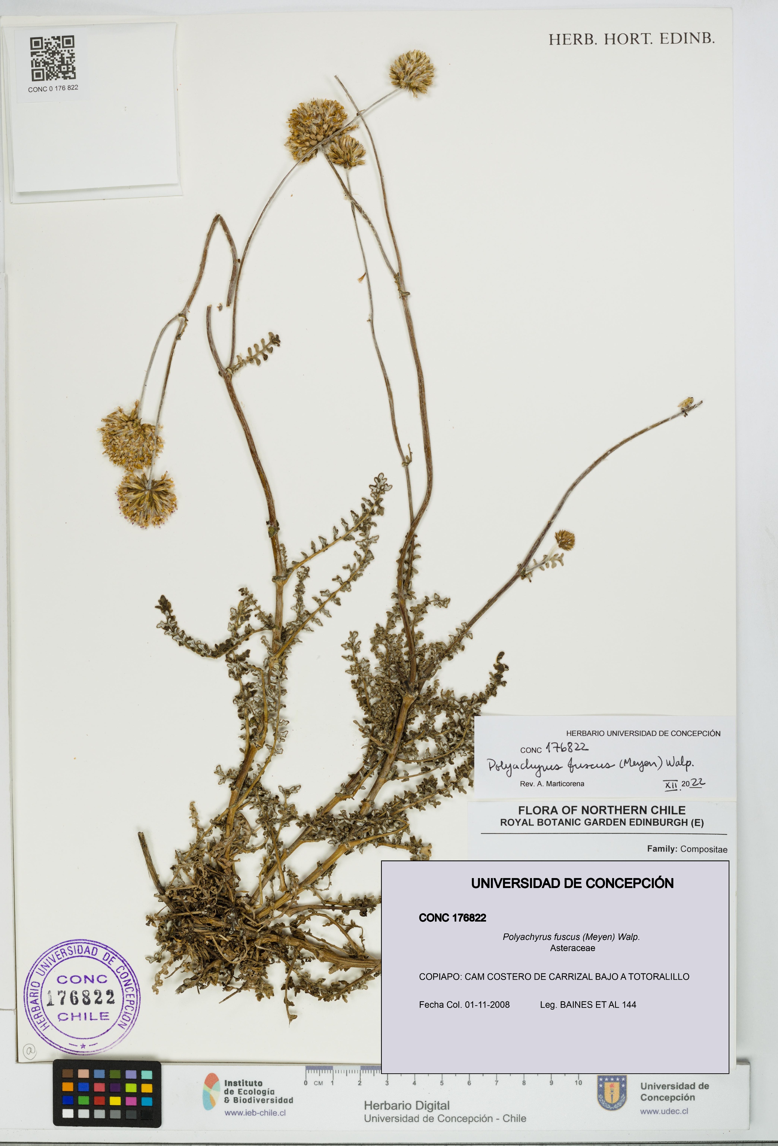 Polyachyrus fuscus [Espécimen: UDEC:CONC:0176822]