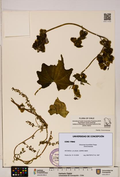 Dioscorea bryoniifolia [Espécimen: ]