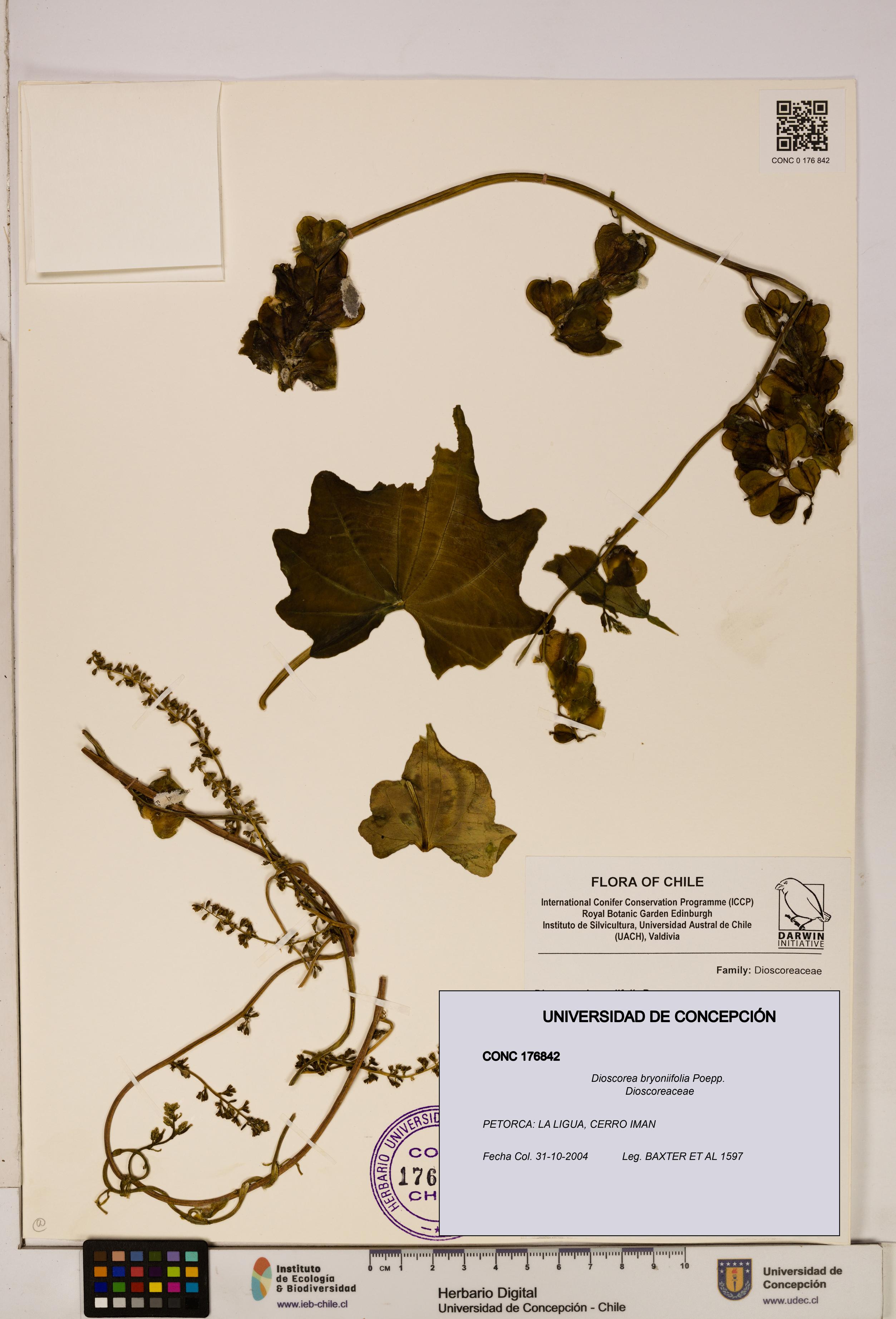 Dioscorea bryoniifolia [Espécimen: ]