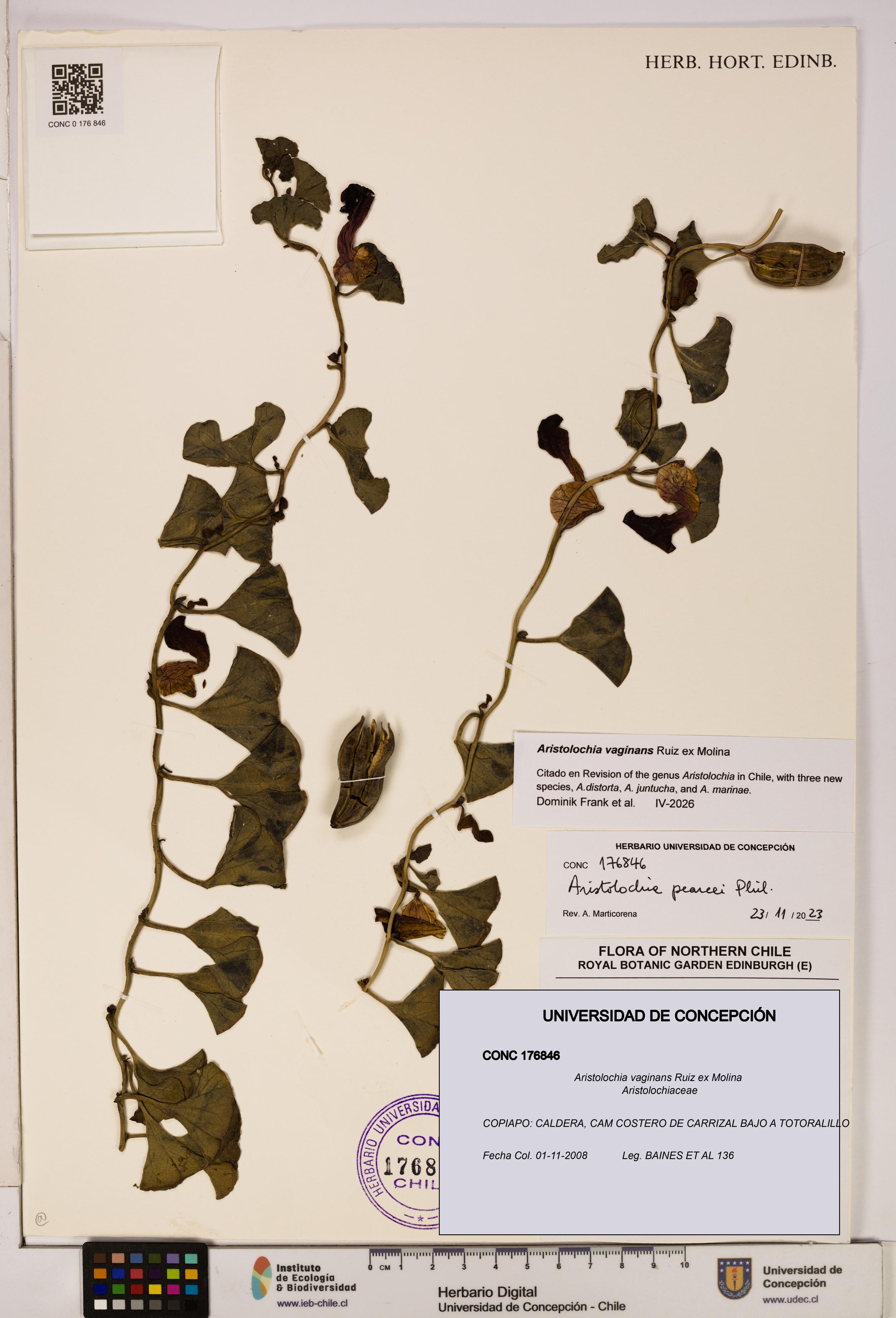 Aristolochia vaginans [Espécimen: ]
