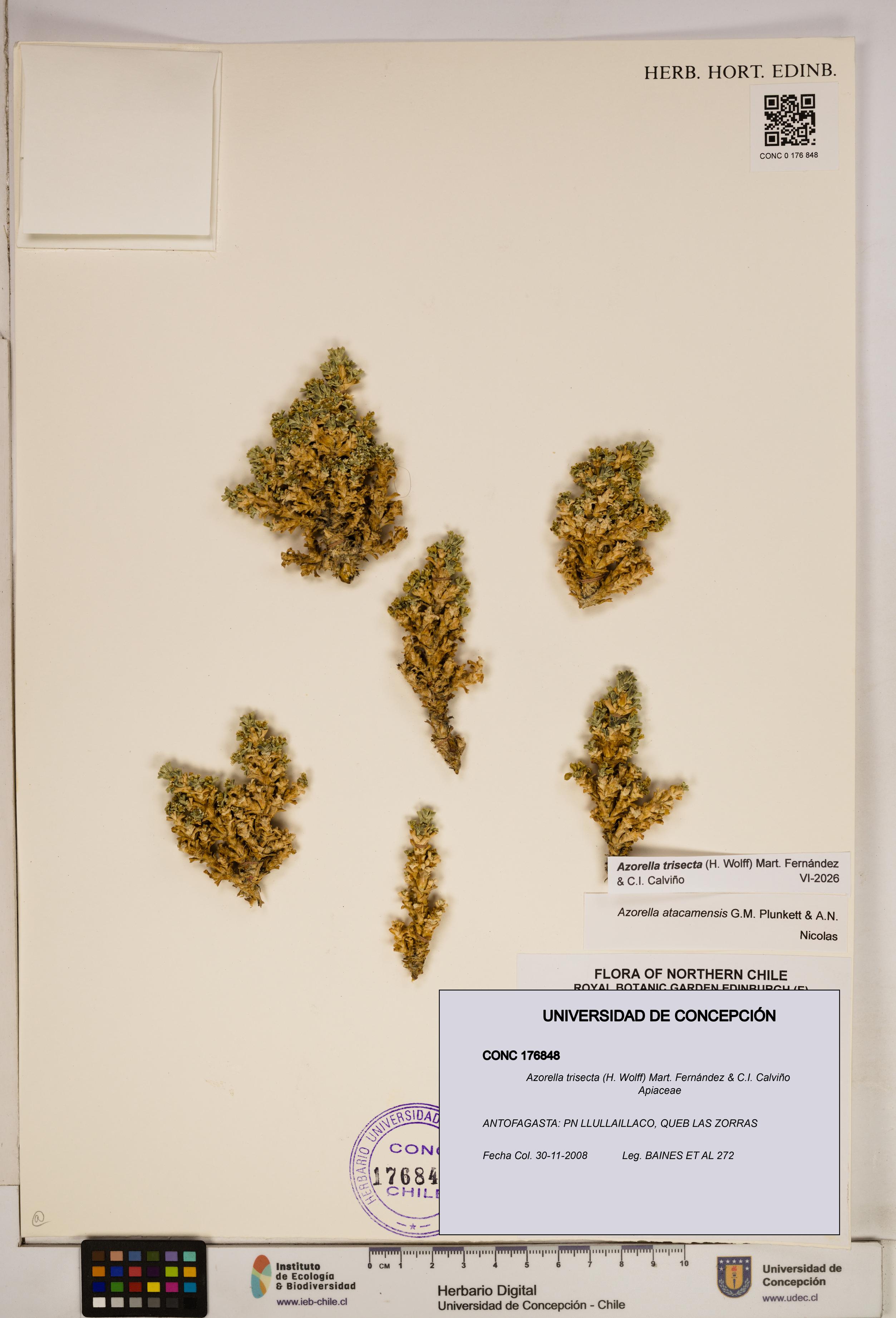 Azorella trisecta [Espécimen: ]