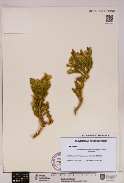 Parastrephia quadrangularis [Espécimen: UDEC:CONC:0176851]