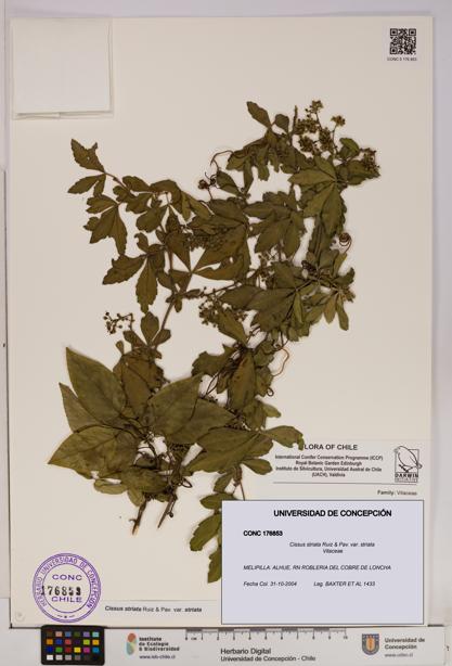Cissus striata var. striata [Espécimen: UDEC:CONC:0176853]