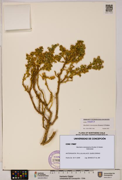 Baccharis tola [Espécimen: UDEC:CONC:0176857]