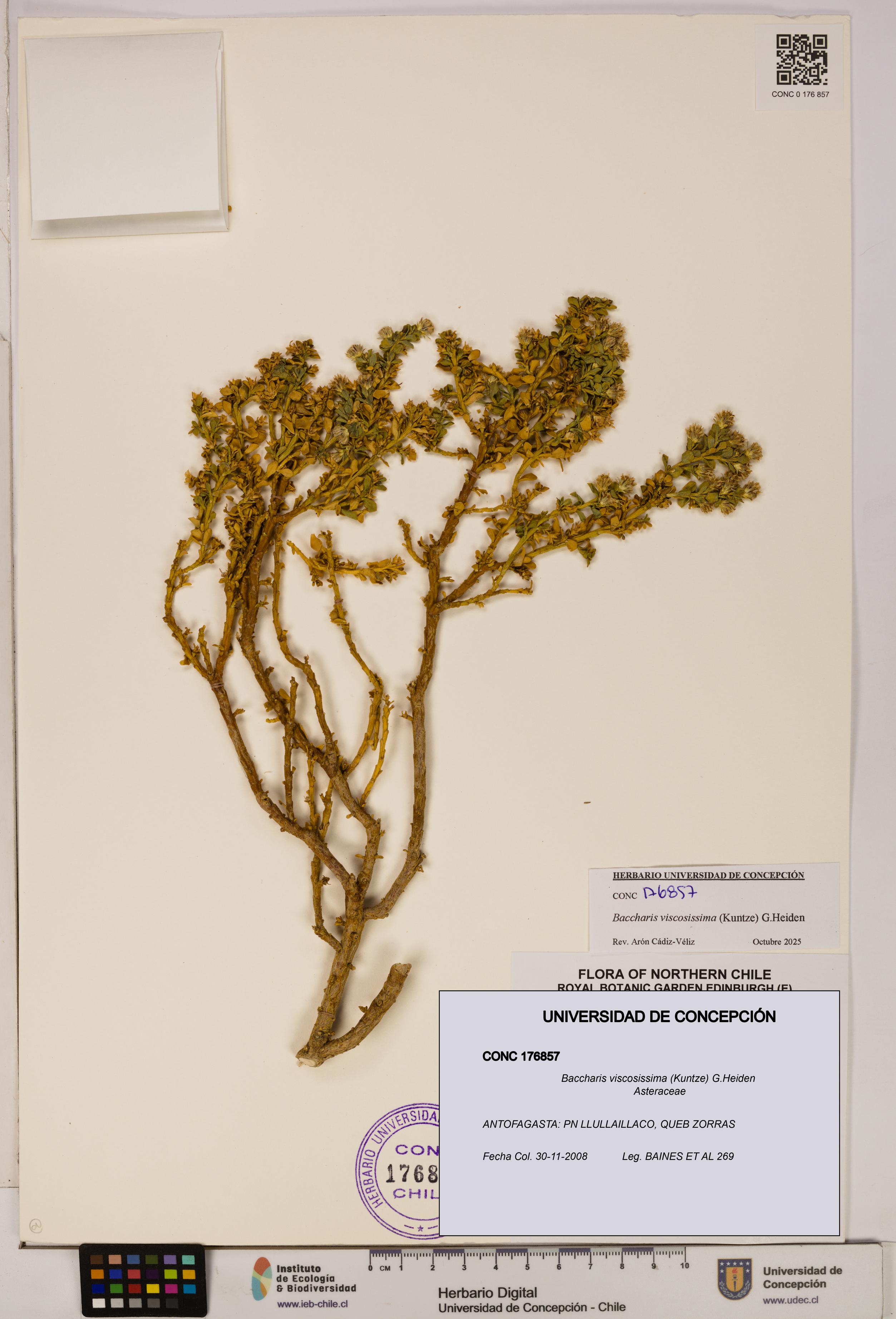 Baccharis tola [Espécimen: UDEC:CONC:0176857]